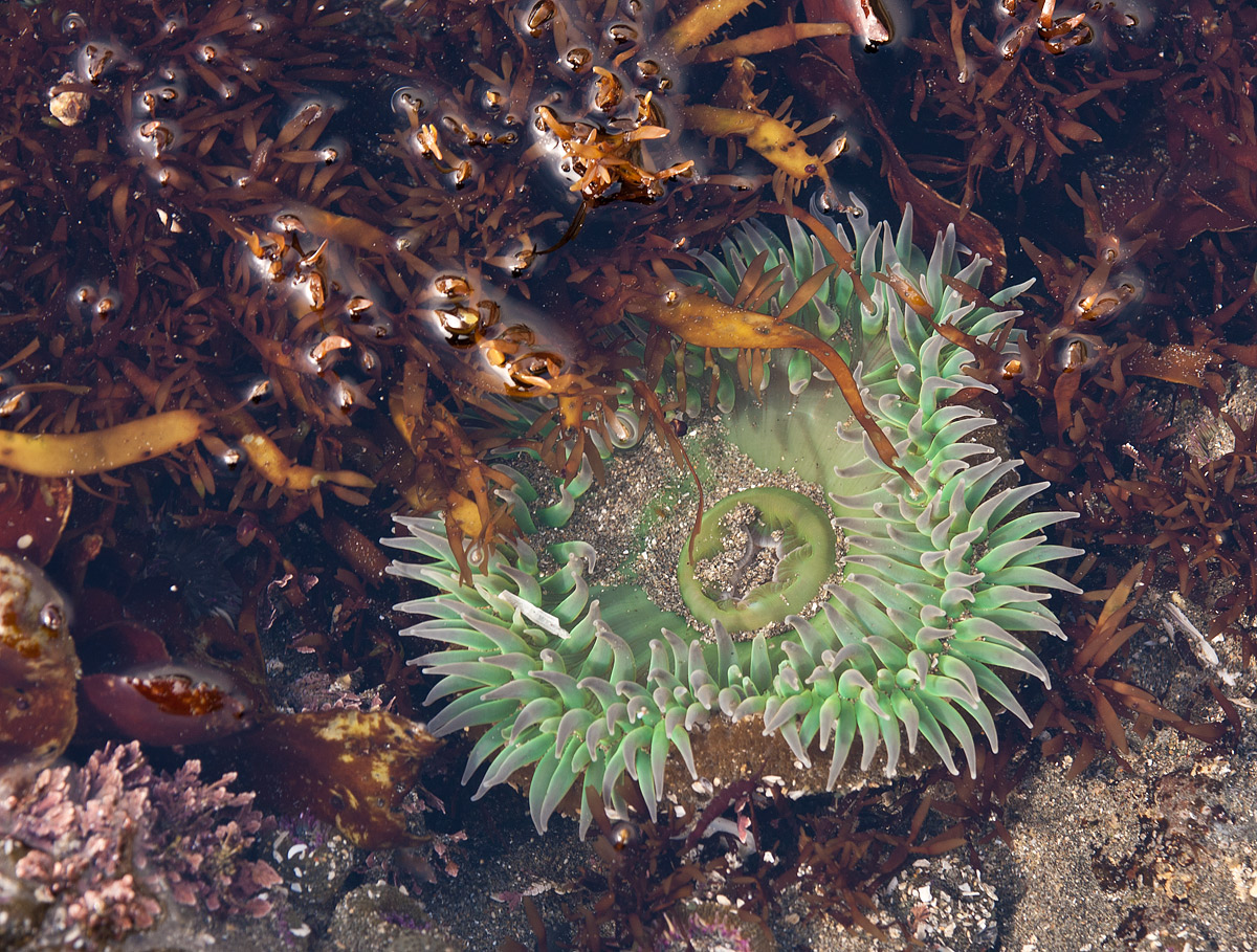 Anemone