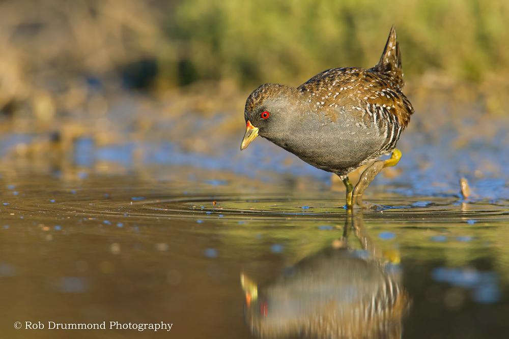Aust Spotted Crake #2