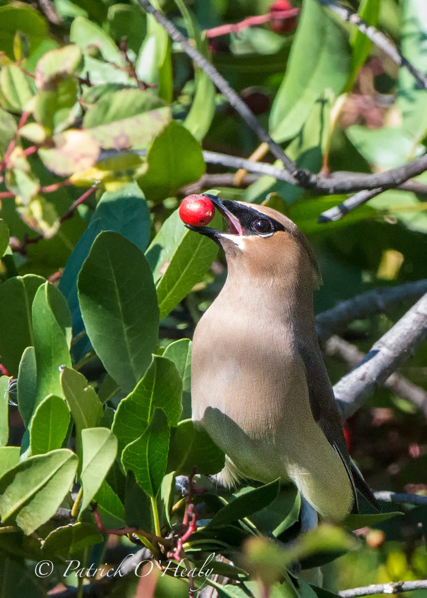 Cedar Waxwing