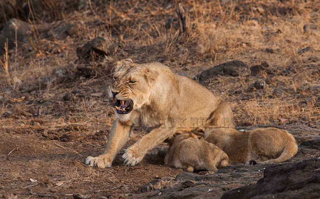 Asiatic lion