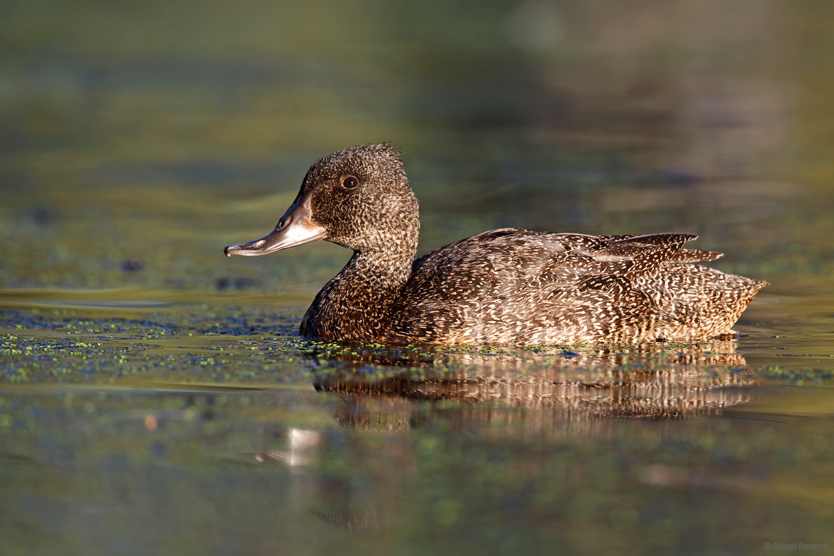 Freckled Duck