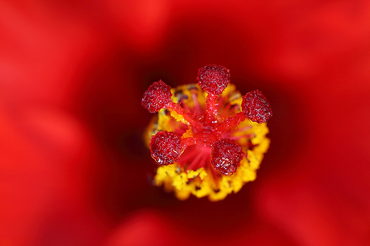 Red Diamonds :)