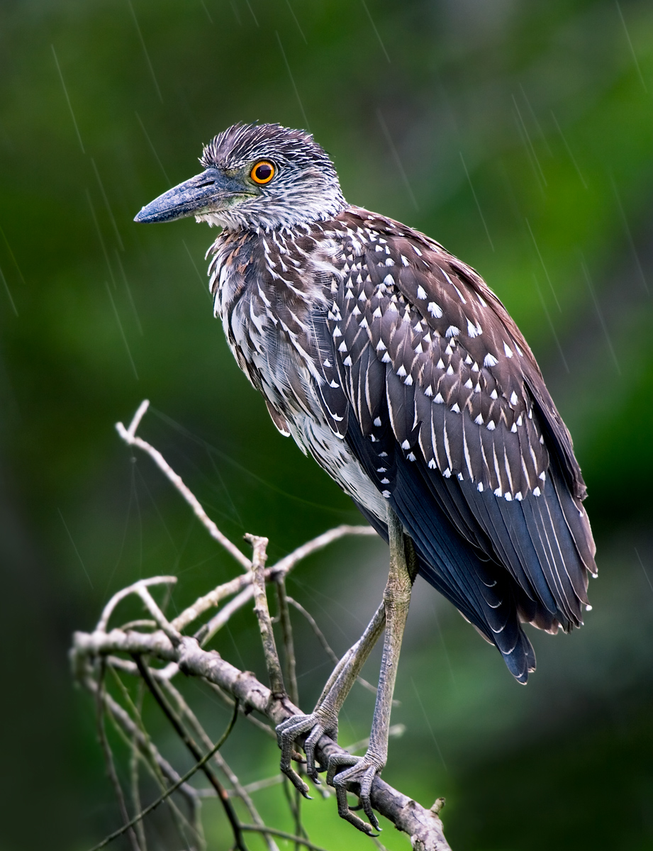 Juvenile in the Rain