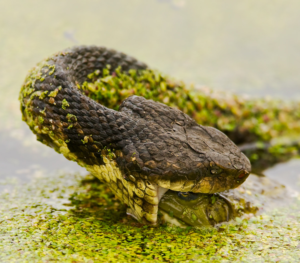 Moccasin Eating Bullfrog