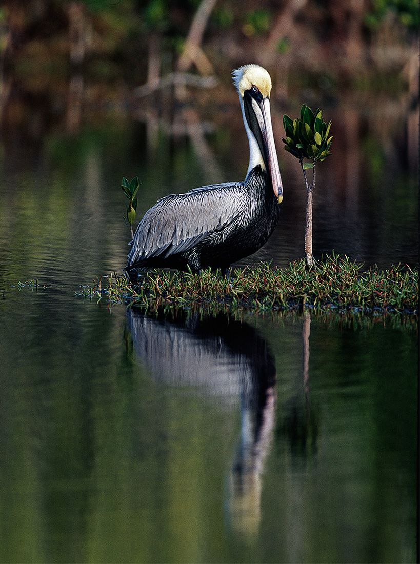 Brown Pelican