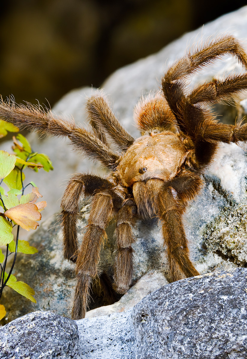 Texas Brown Tarantula