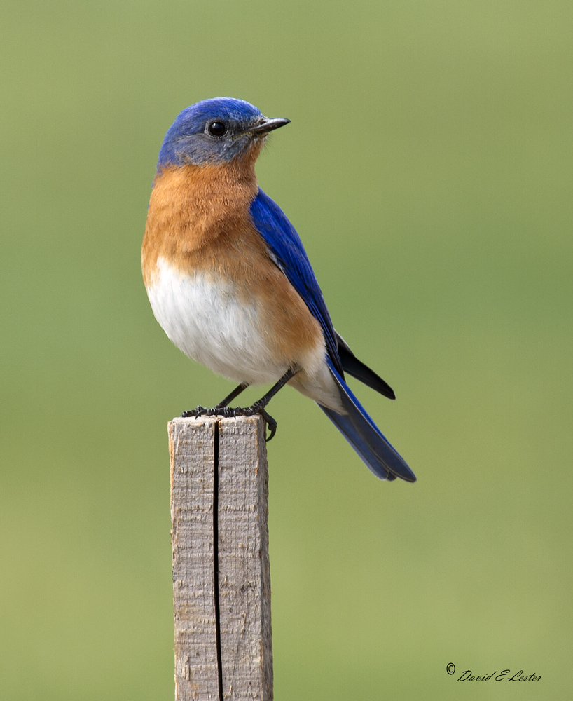 Eastern Bluebird