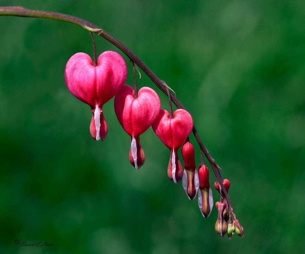 WC#565   Bleeding Hearts