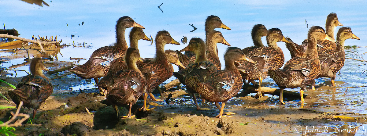 Duckling playtime!