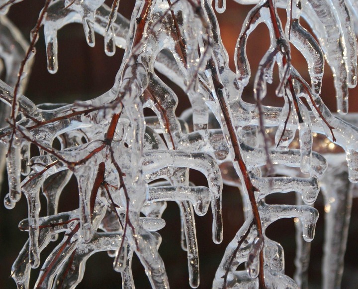 Ice Bush