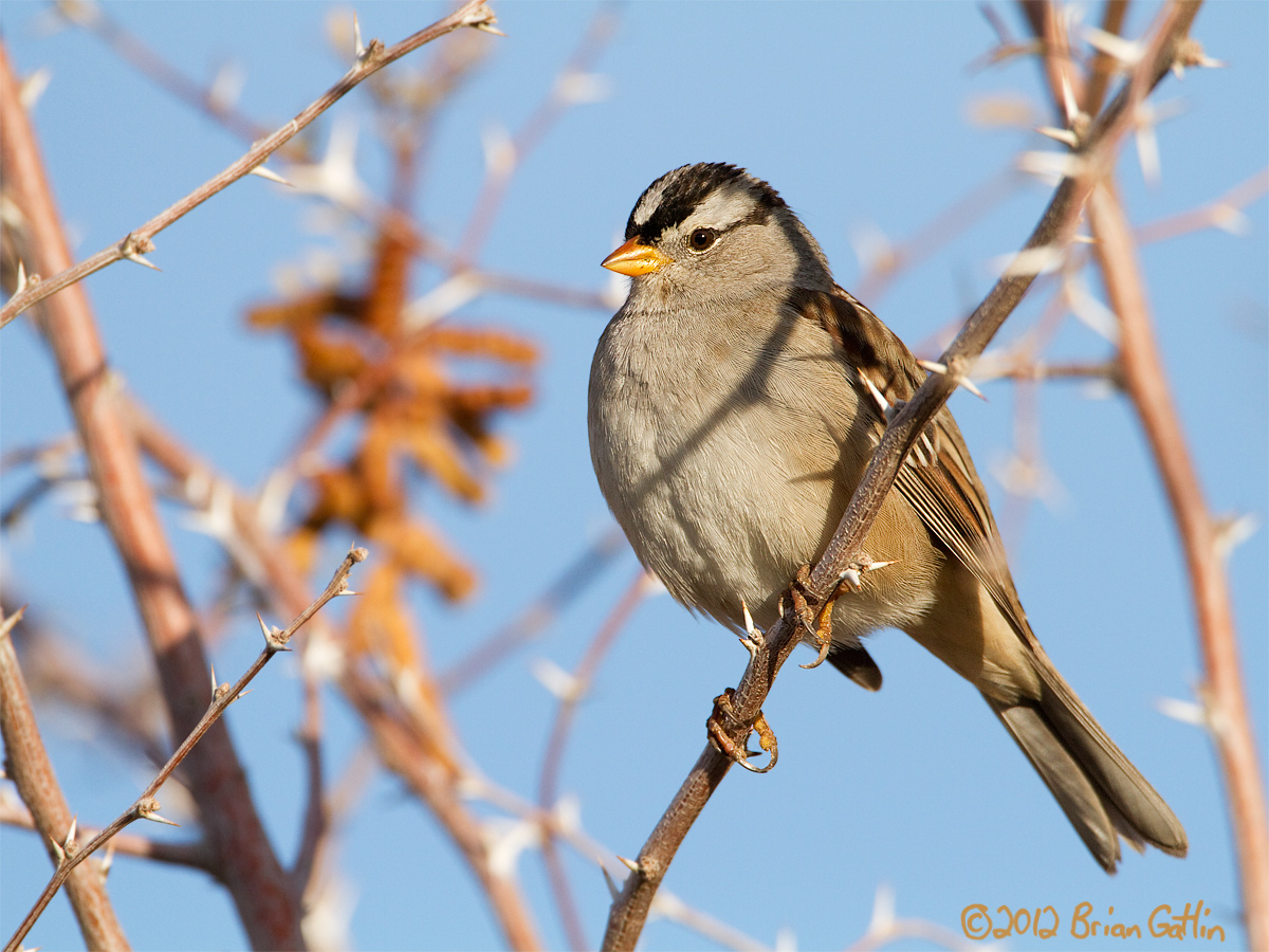 White-crowned Sparrow