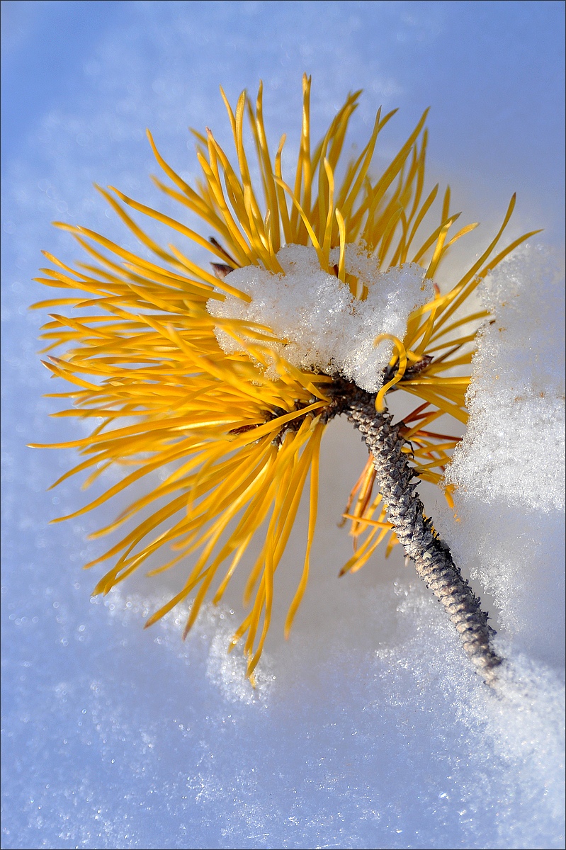 Lodgepole Pine
