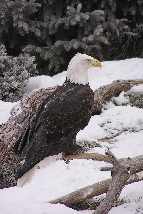 Eagle in winter