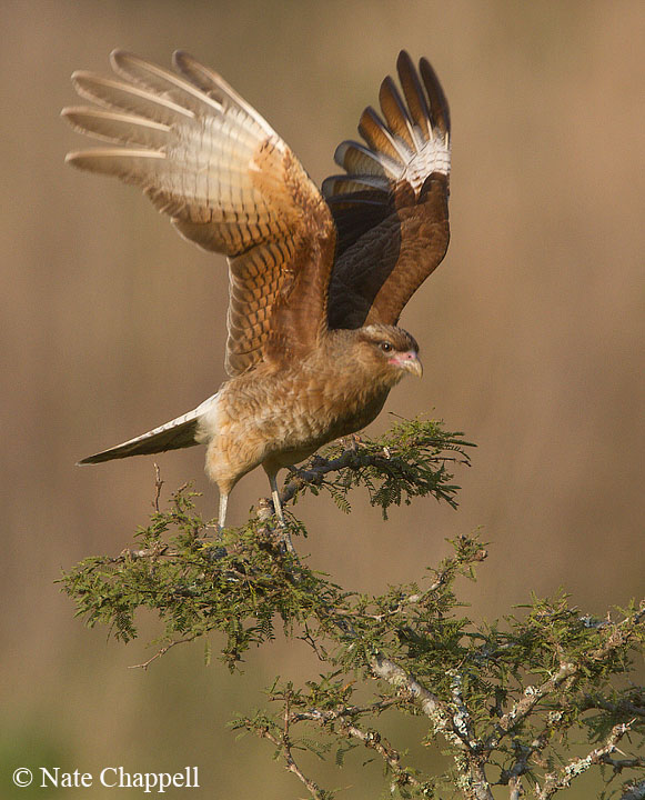Chimango Caracara