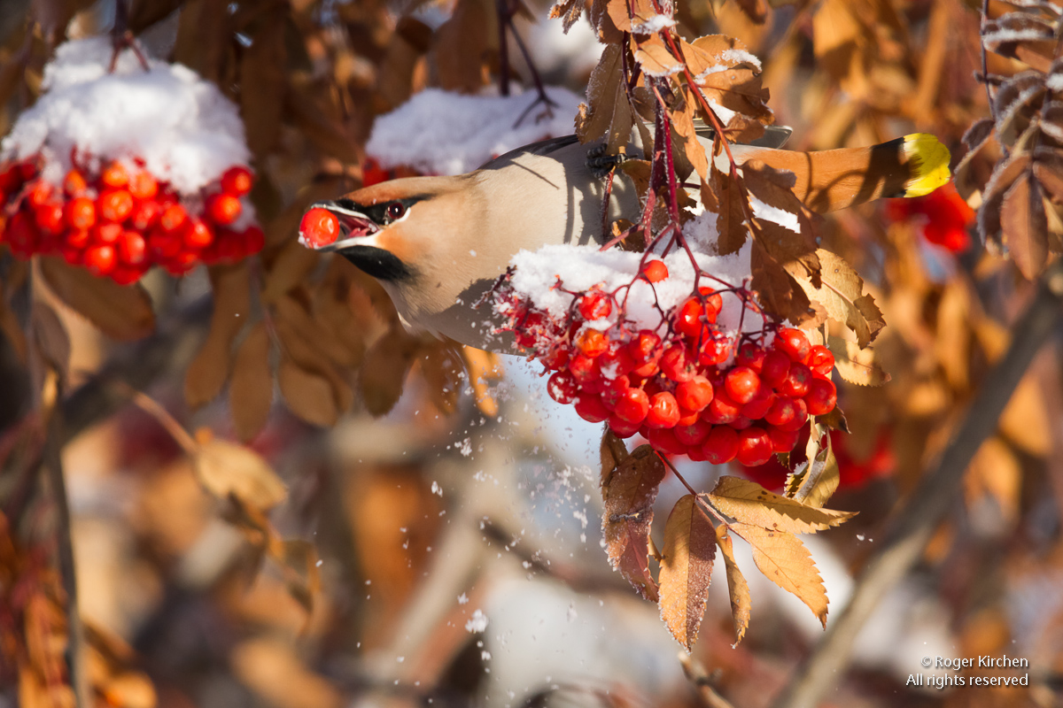 Picking the Berries