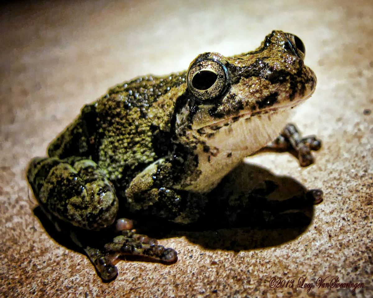 Wishing Frog w re-post art style