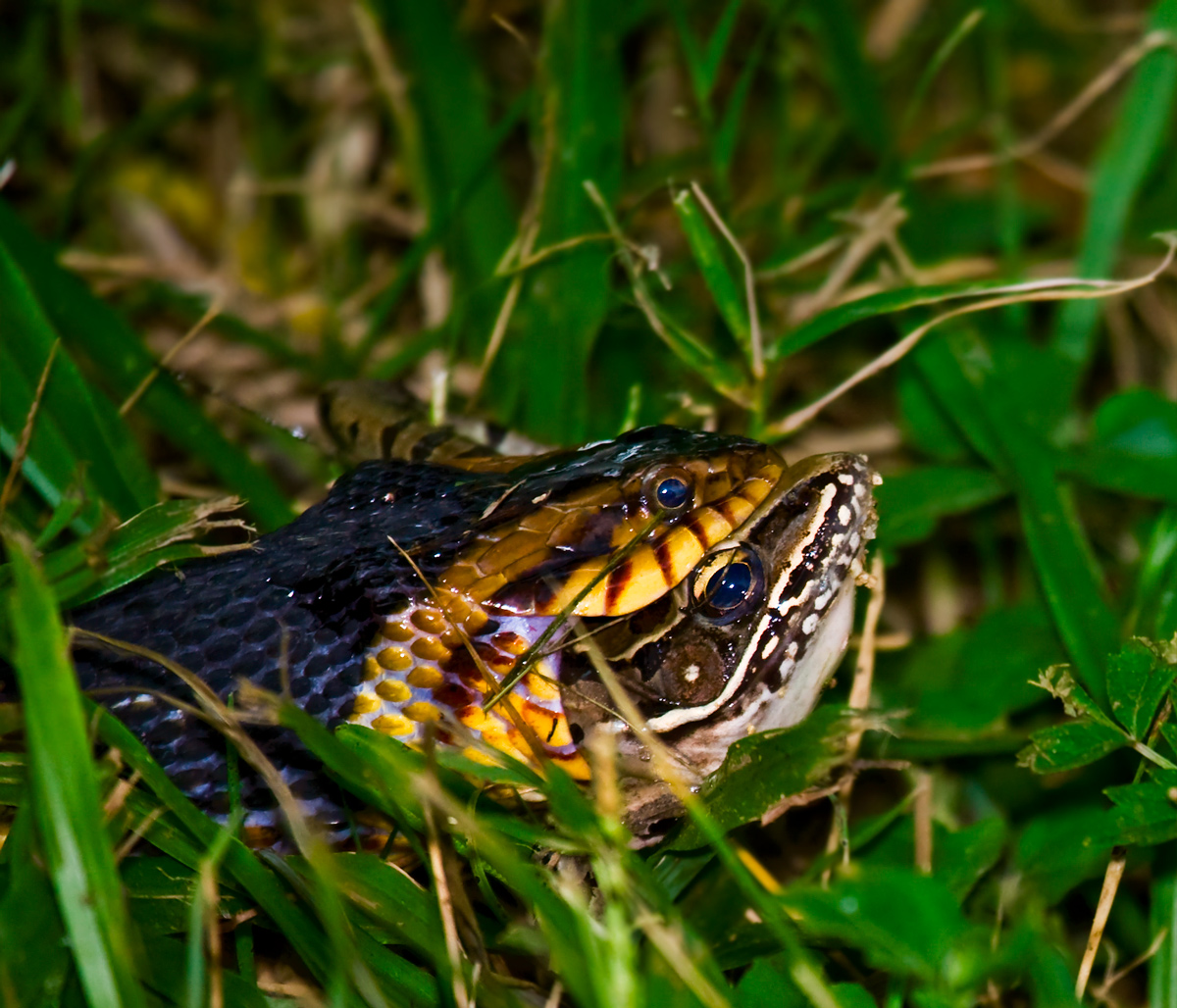 Breakfast for a Snake