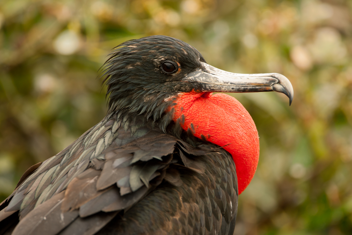 Magnificent Frigatebird