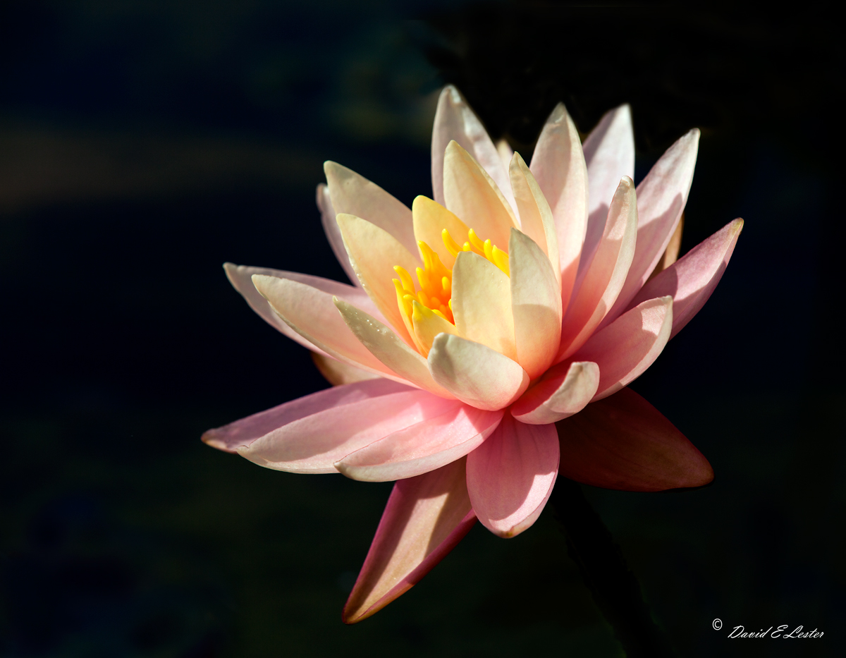 Lily Delight