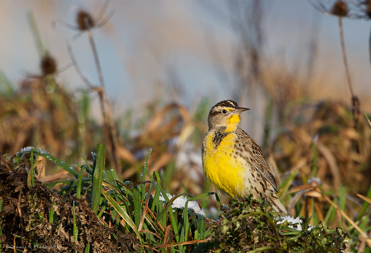 Western Meadowlark