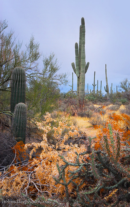 Saguaro Natl Park