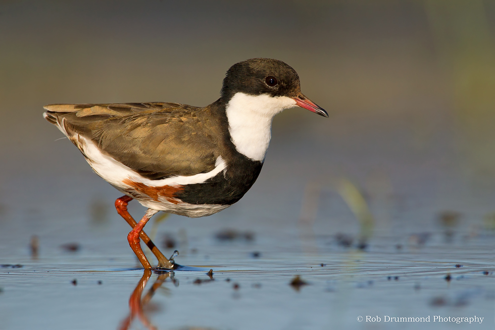Red-kneed Dotterel