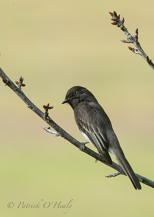 Black Phoebe