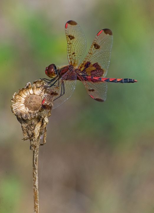 Male Calico Pennant