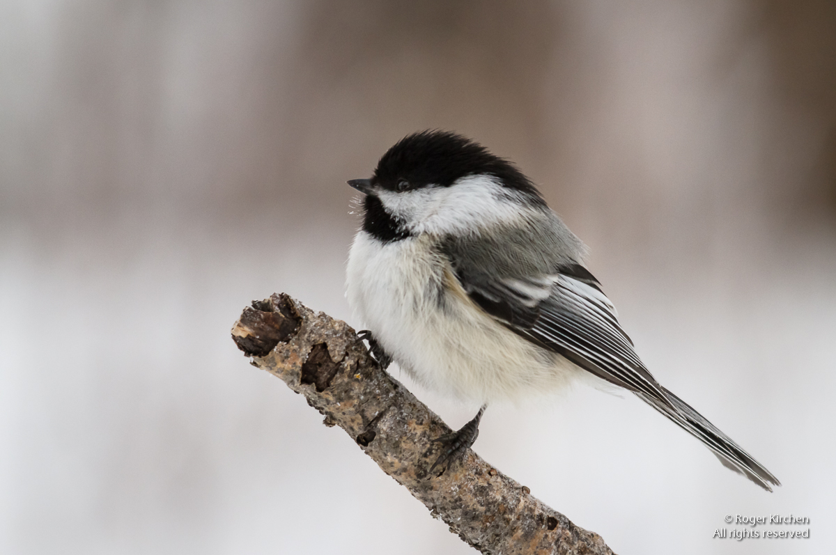 Ball of Feathers