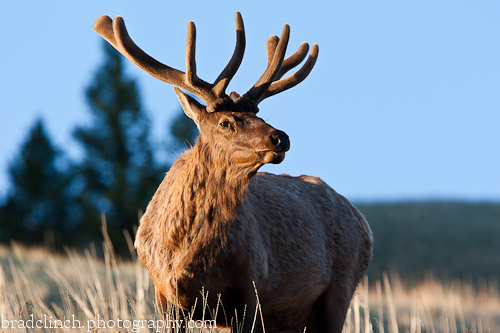 Sunrise Bull