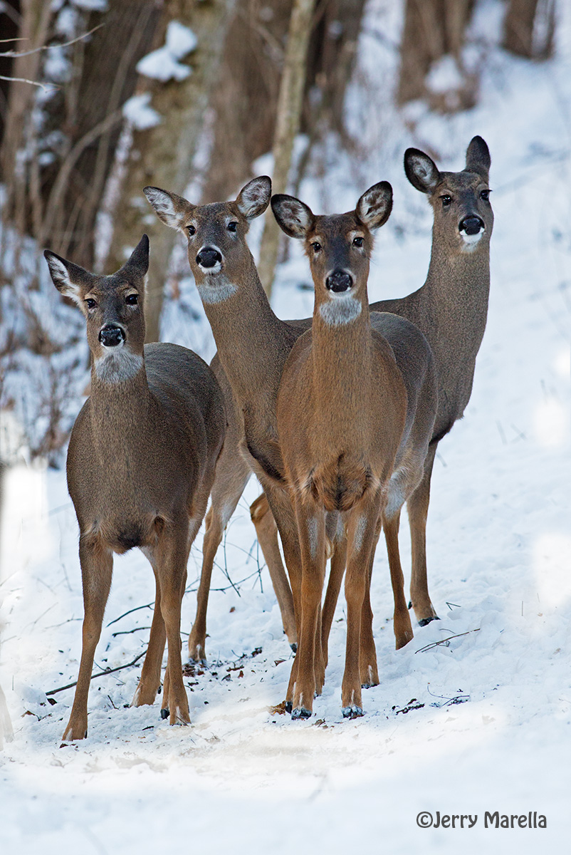 Deer family