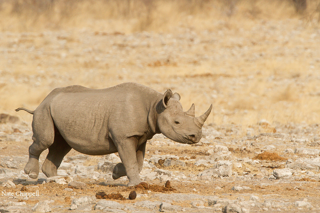 Black Rhinoceros