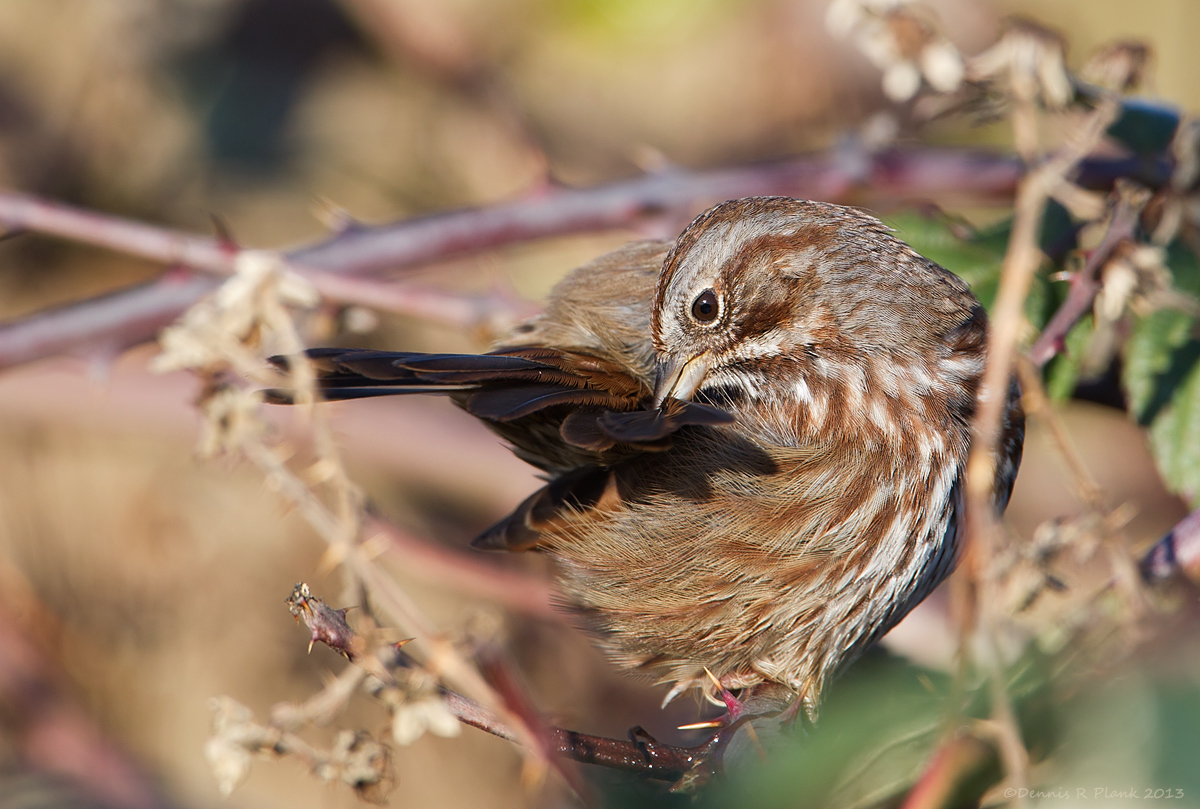 Song Sparrow