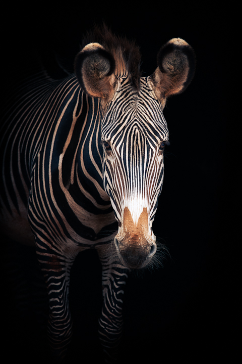 Grevy's Zebra