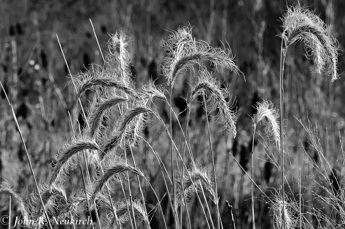 Canada wild rye