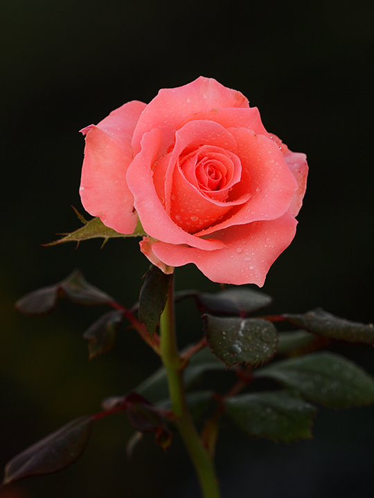 Miss Pink