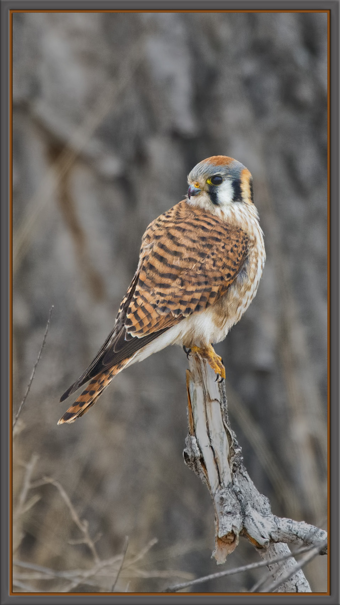 Kestrel w/re-post