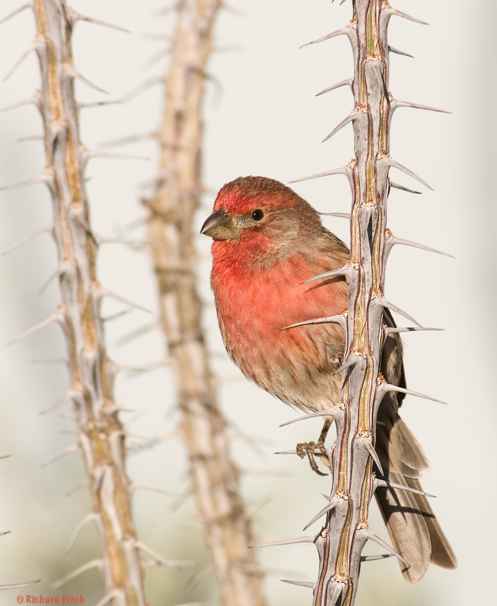 House Finch