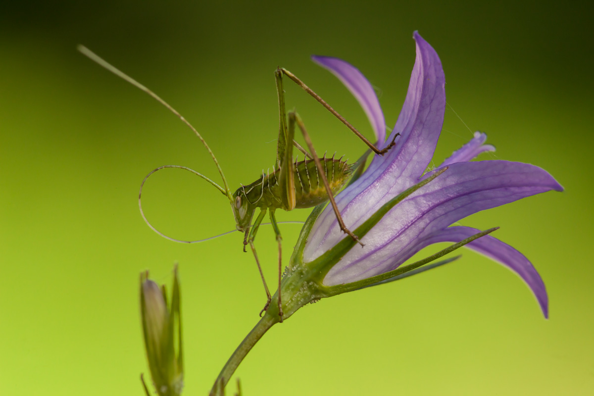 Grasshopper&campanula
