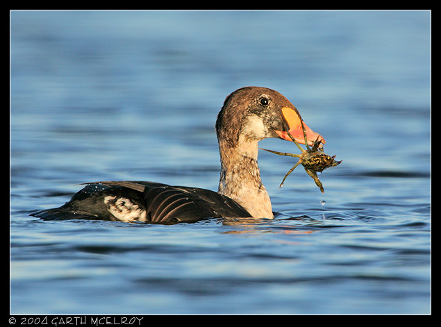 King Eider