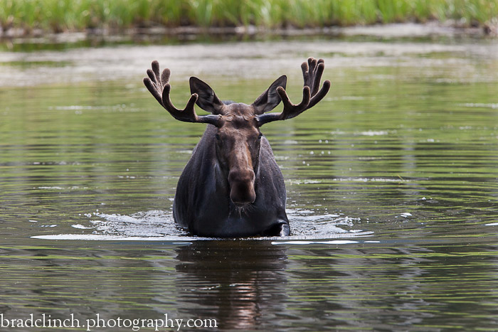 Bull Rush