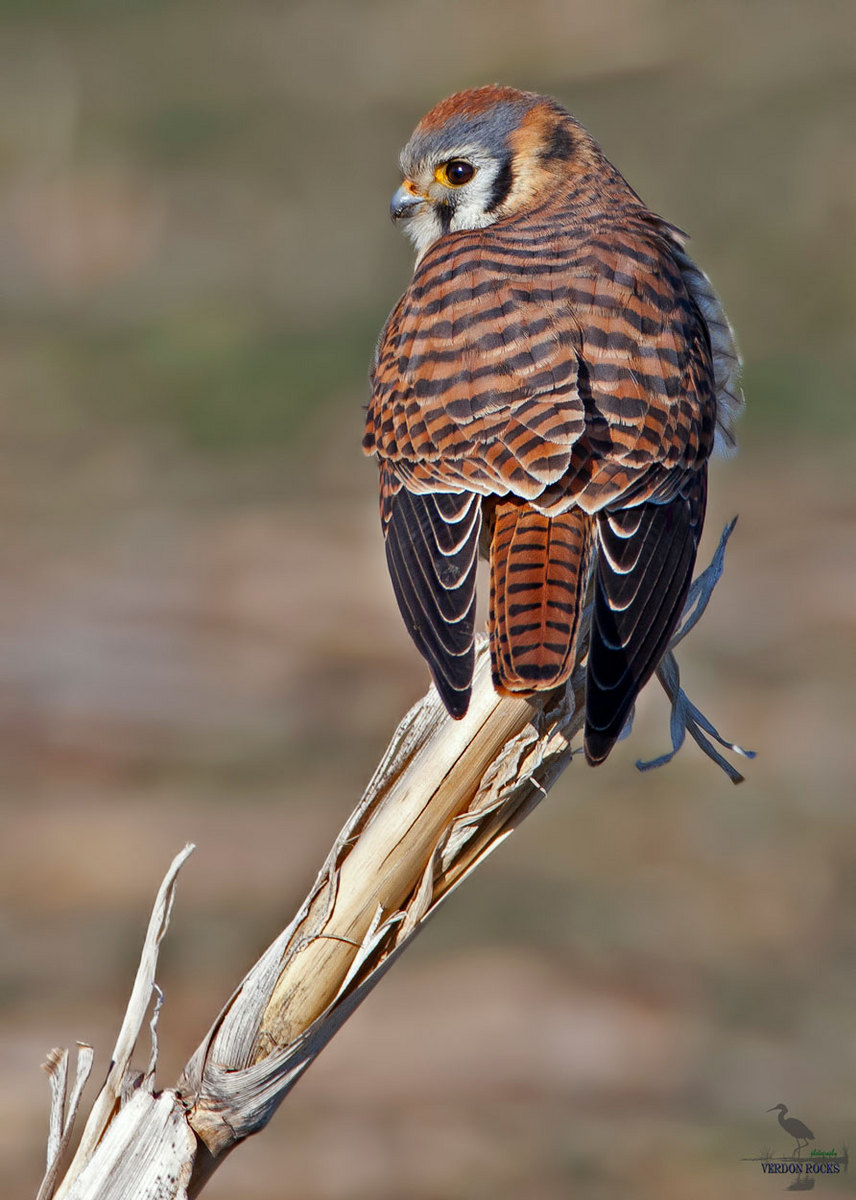 Simply Kestrel