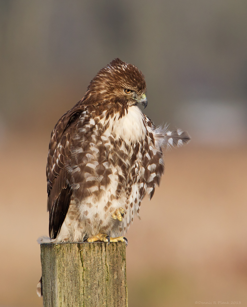 Red-tailed Hawk