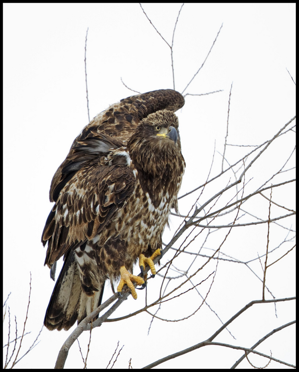 Immature Bald Eagle