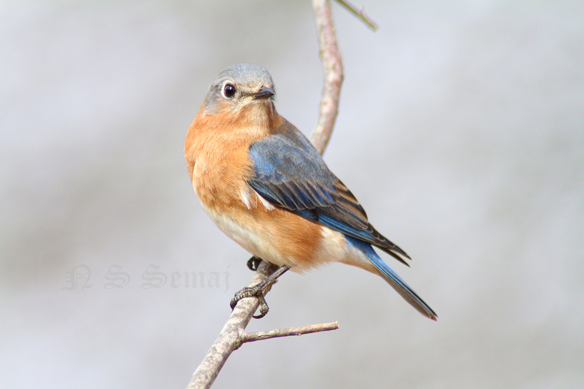 Overcast in the hide 1