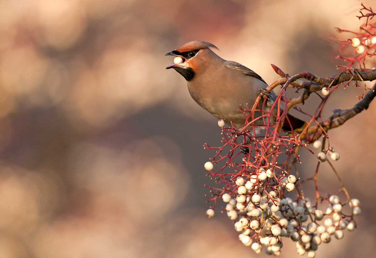Waxwing