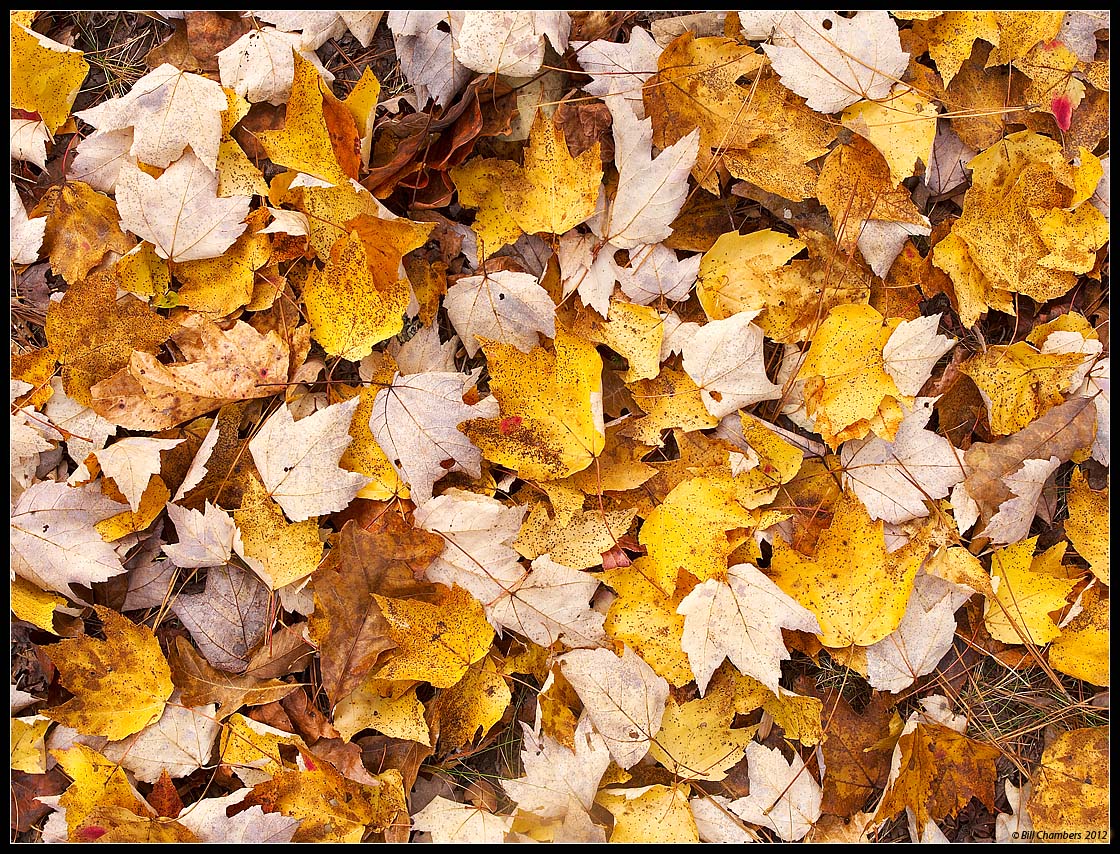 Yellow Leafscape