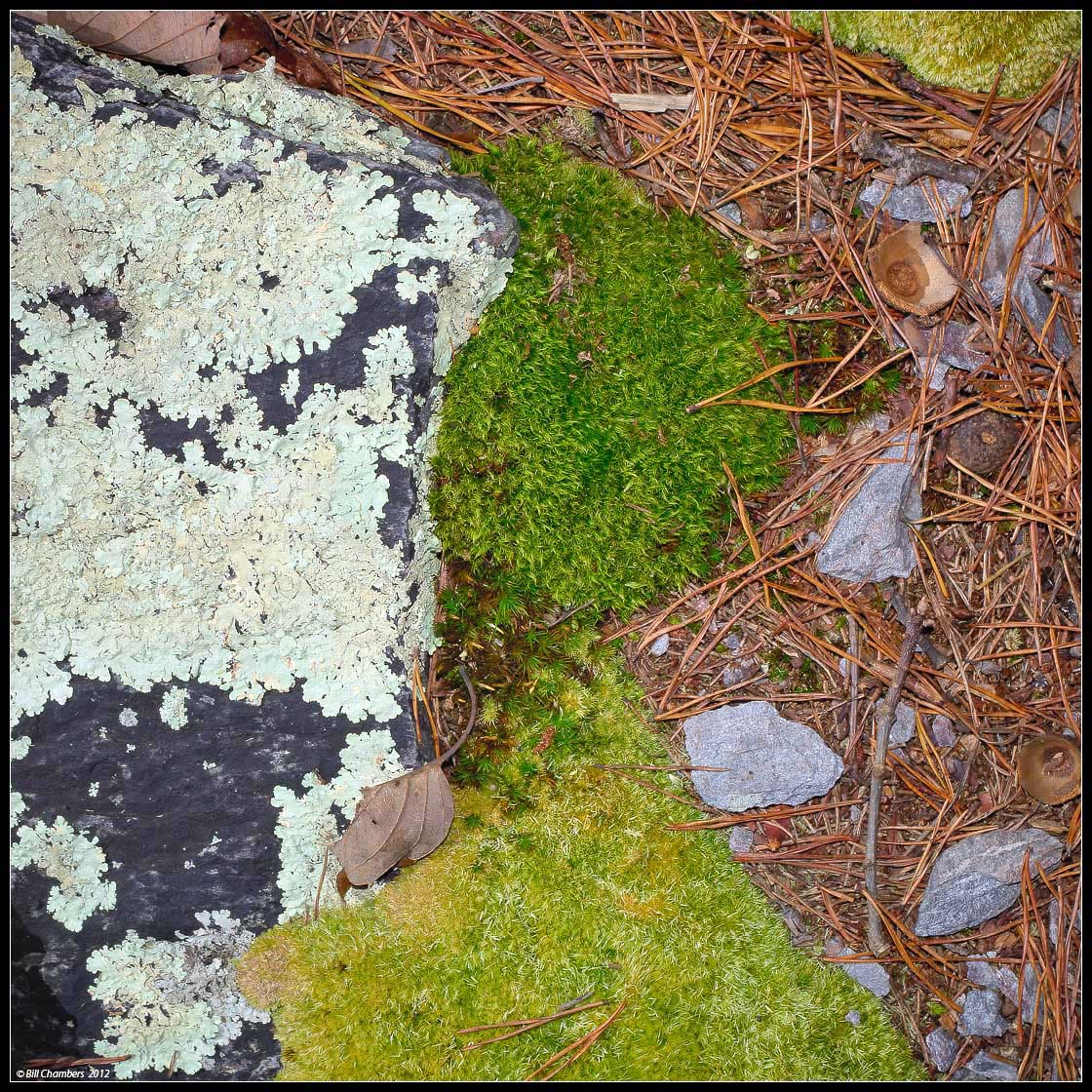 Rocks & Moss