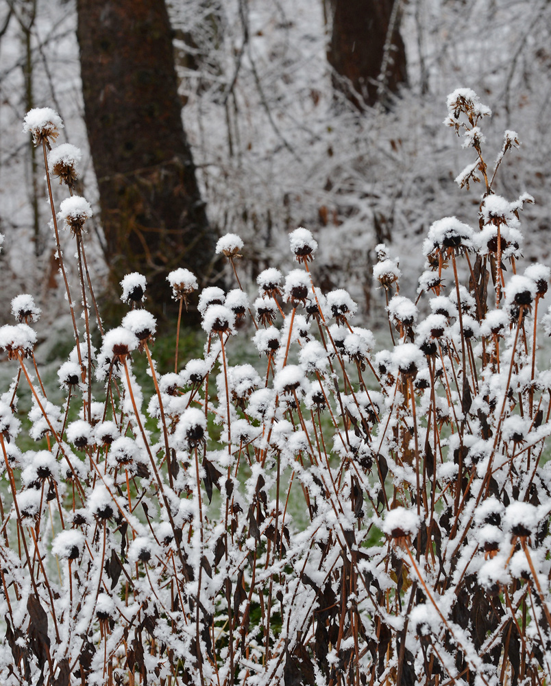 Snow Capped