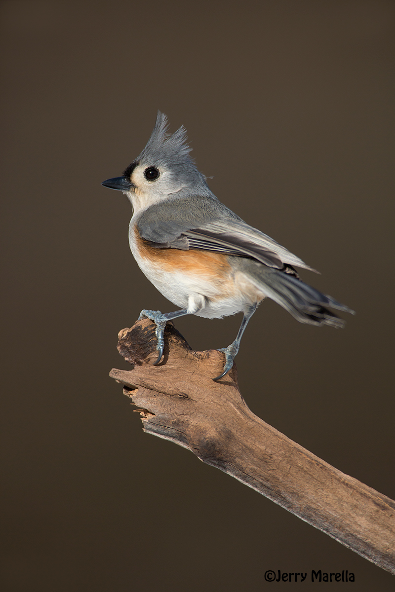 Tufted Titmouse